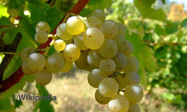 Sauvignon Blanc