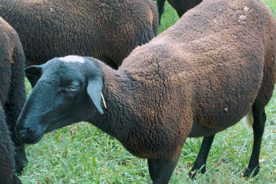 brebis noires (race du velay) brebis noires (race du velay)