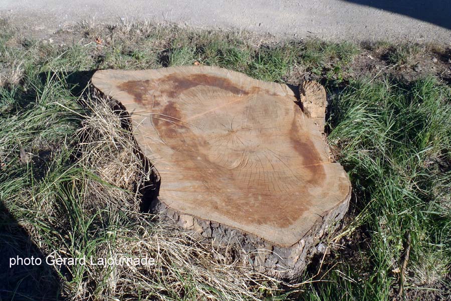 Souche de platane atteinte de Chancre coloré Souche de platane atteinte de Chancre coloré