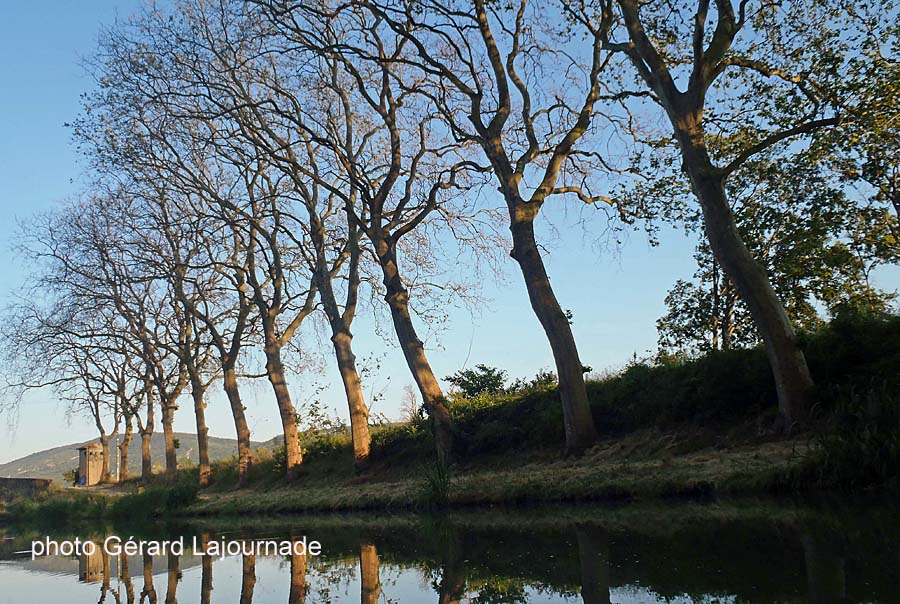 Arbres à remplacer Arbres à remplacer