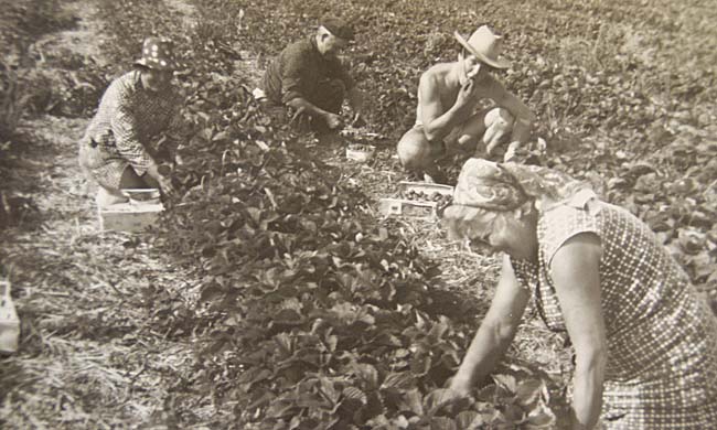 En 1976 au début de l'exploitation des fraises