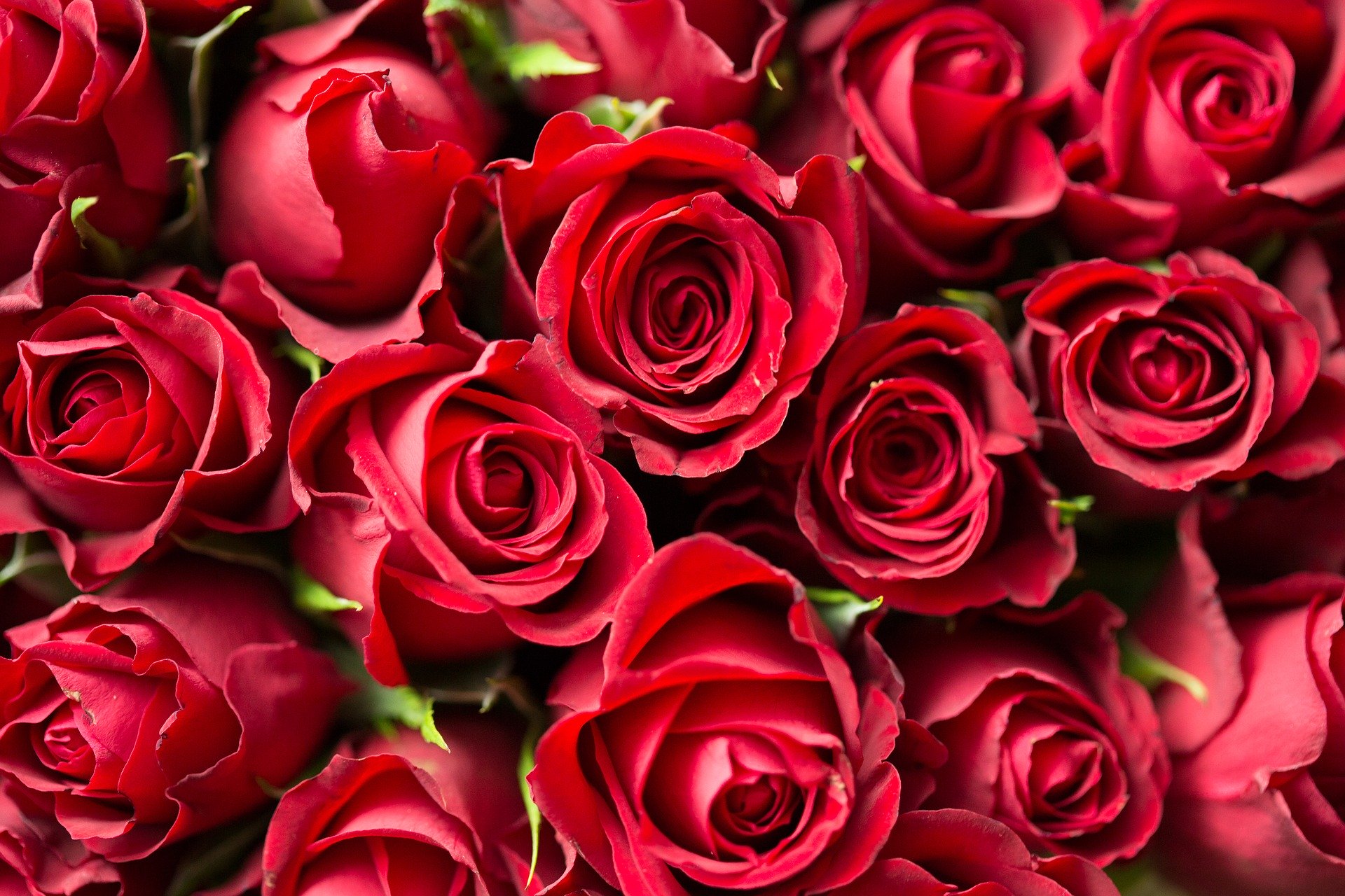 Combien de roses offrir à la Saint-Valentin ?