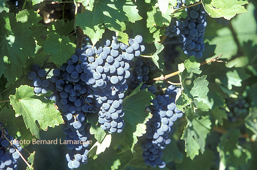 cabernet sauvignon