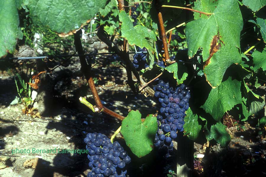 petit Verdot