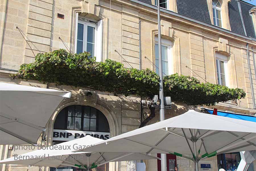 La treille de Tchicouli La treille de Tchicouli