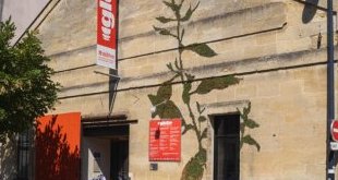 IMAGO « CULTIVONS NOS SINGULARITÉS ! » Bientôt … 