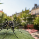 Moustique-tigre : Bordeaux Métropole change d'échelle