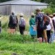 À Eysines, le Raid des Maraîchers ouvre les portes du potager de Bordeaux