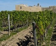 Crise viticole : quel avenir pour 4 400 hectares en Gironde ?