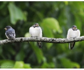 Hirondelles en danger : comment agir en Nouvelle-Aquitaine pour sauver ces messagères du printemps