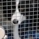 Incendies en Gironde : l'autre évacuation, celle des animaux