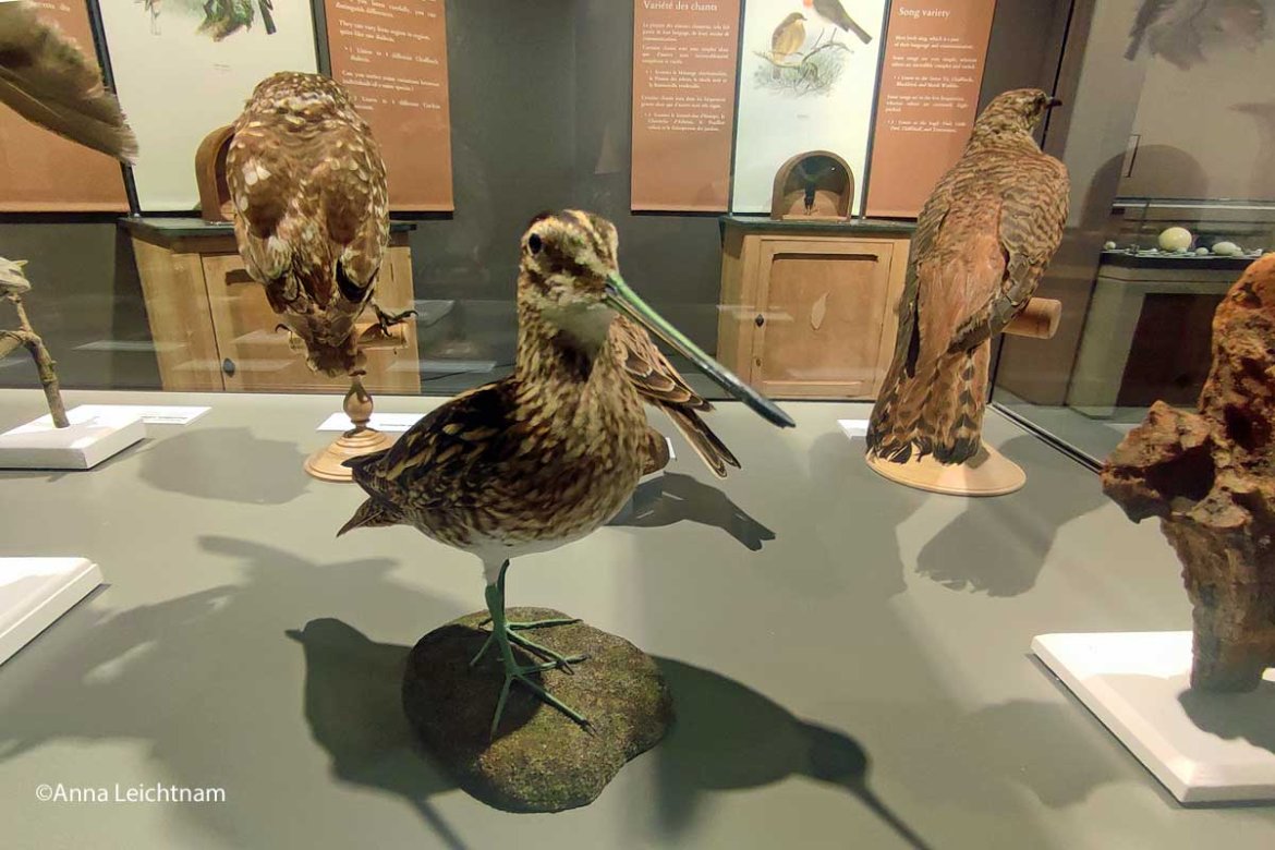 Envol vers l'exposition « tous à plumes ! »