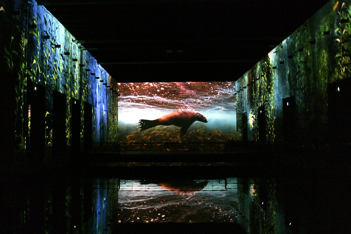OCEAN aux Bassins des Lumières : un voyage sensoriel au cœur du monde sous-marin
