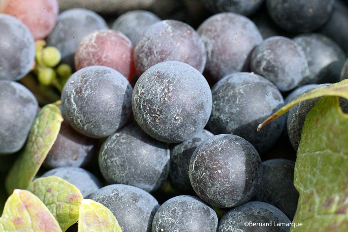 Vin de Bordeaux : un sujet tabou