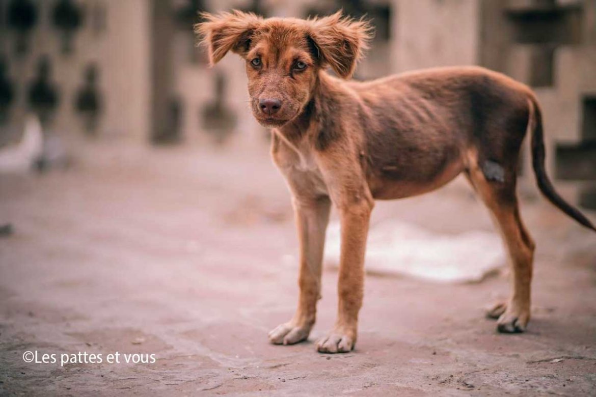 L'association Vénus vient aussi au secours des chiens en Roumanie