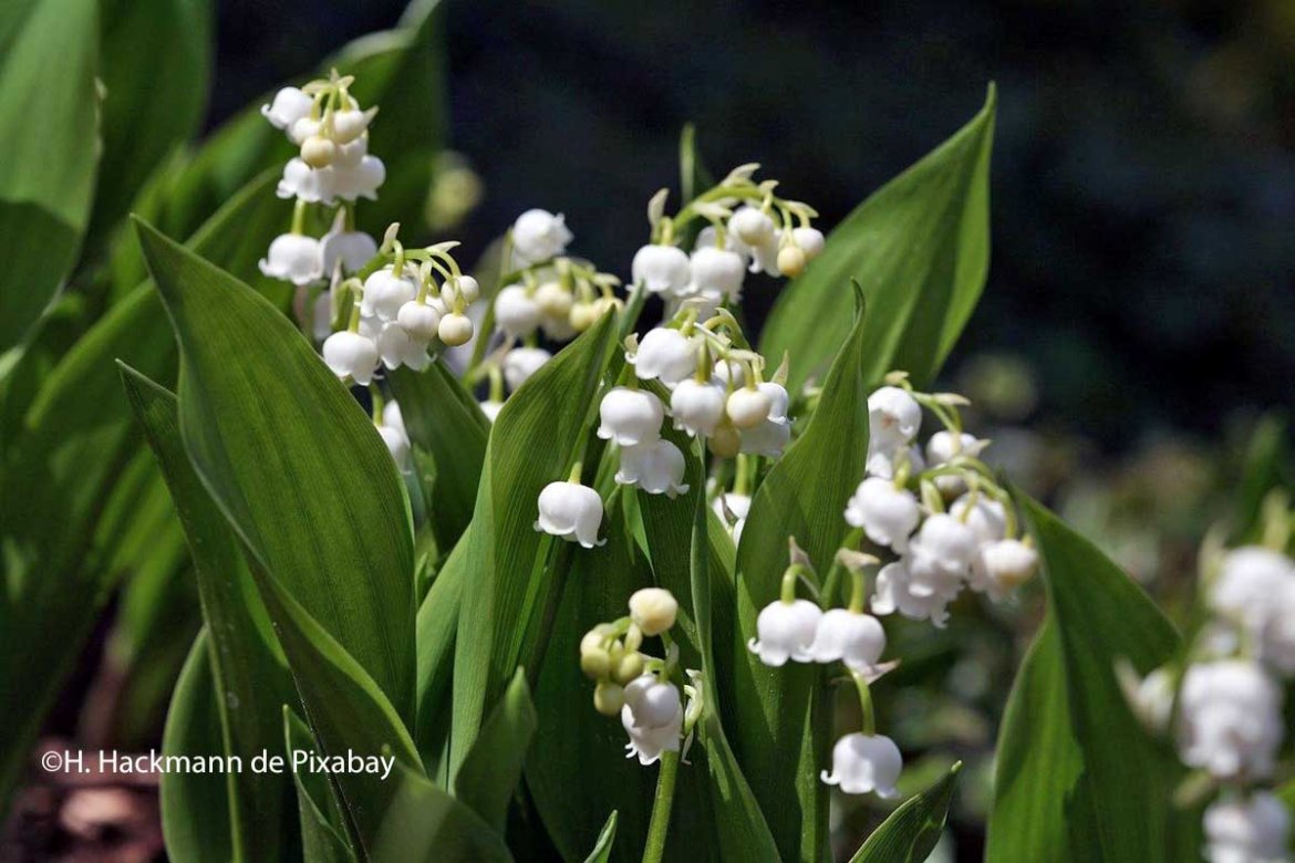 Vente de muguet : une carte interactive pour faire connaître les points de vente autorisés