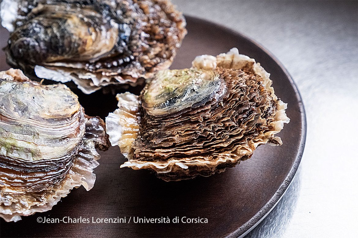 L'huître plate, une perle de la recherche à l'Université de Corse