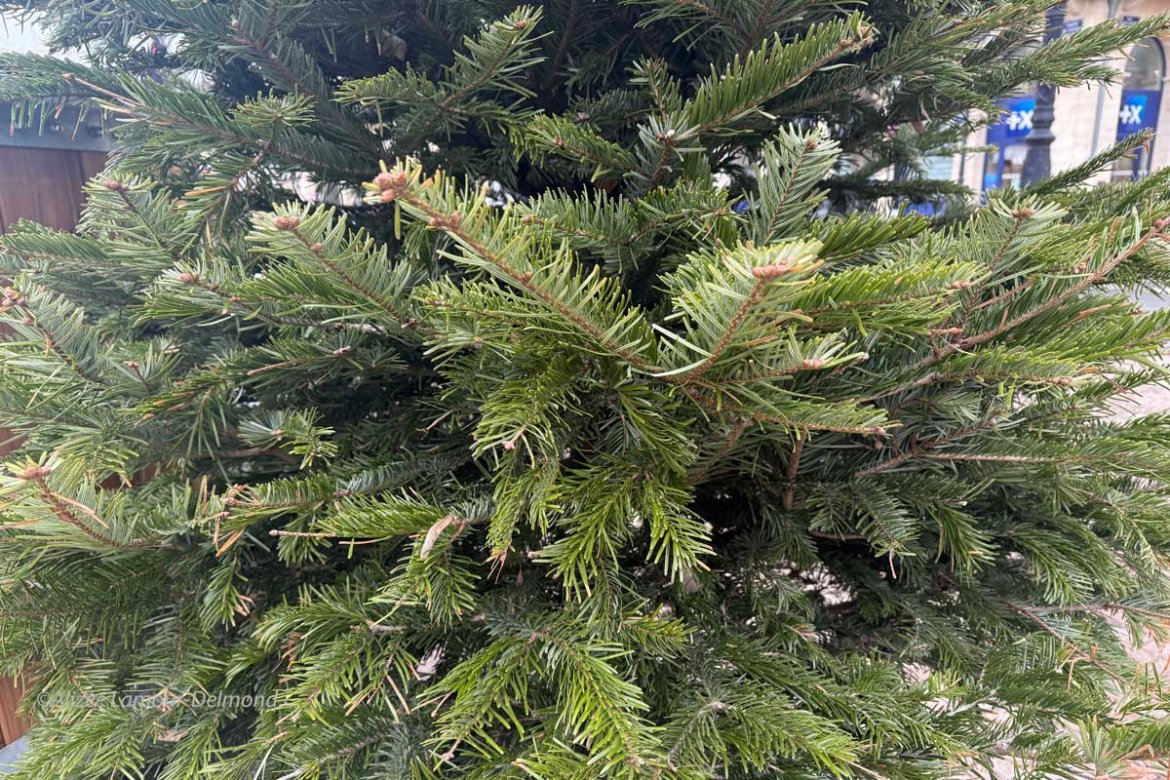 Recycler son sapin de Noël à Bordeaux