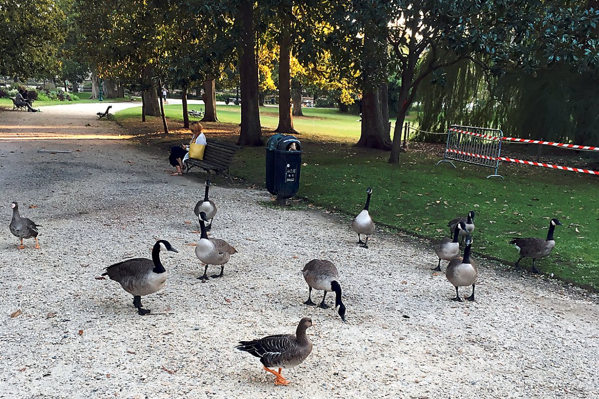 Oies et canards … Quelques habitants du jardin-Public ...