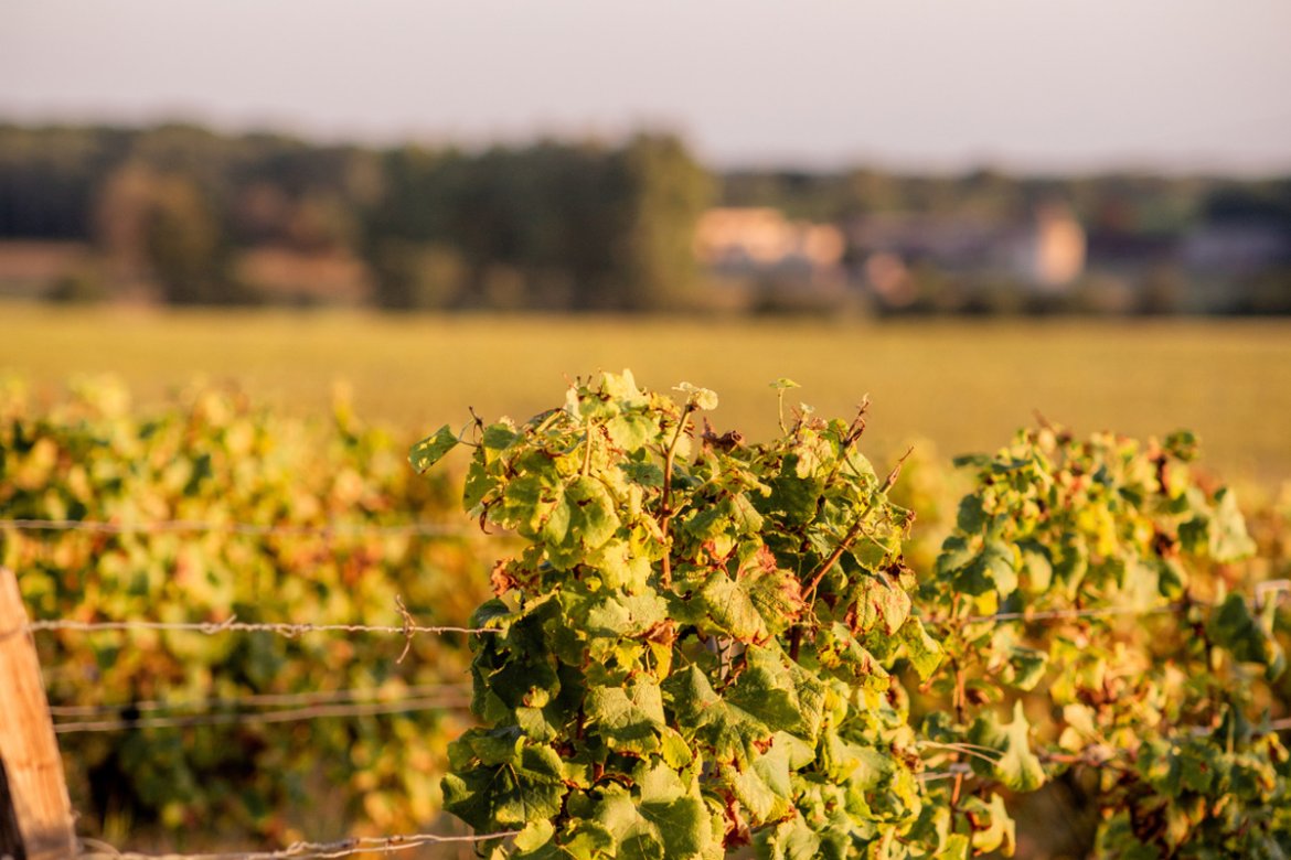 Les Journées Portes Ouvertes de Sauternes et Barsac : Une immersion dans les vignobles liquoreux
