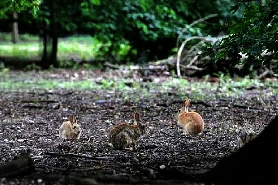 Enquête : Quand les lapins attaquent le parc, les furets contre-attaquent