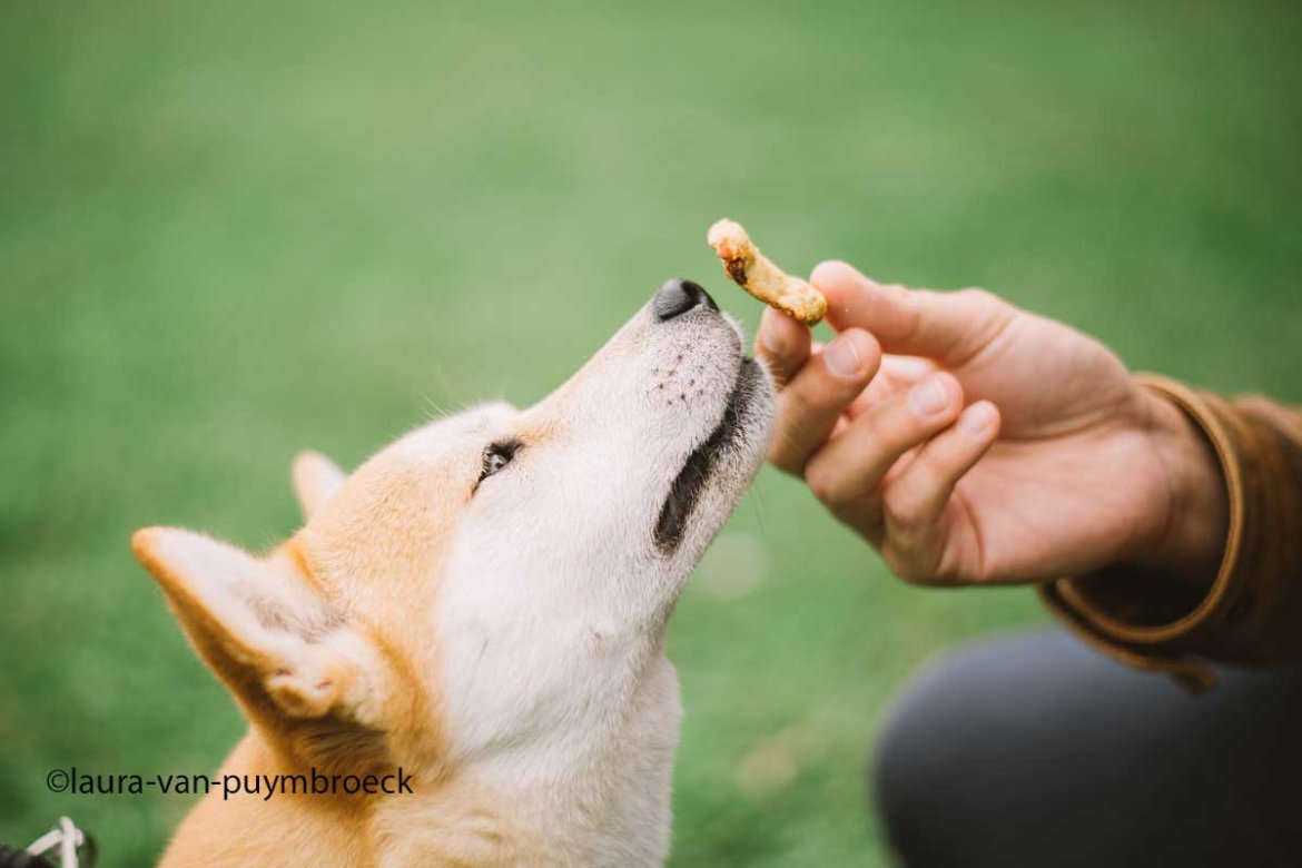 Une nouvelle expérience DIY* pour vos chiens