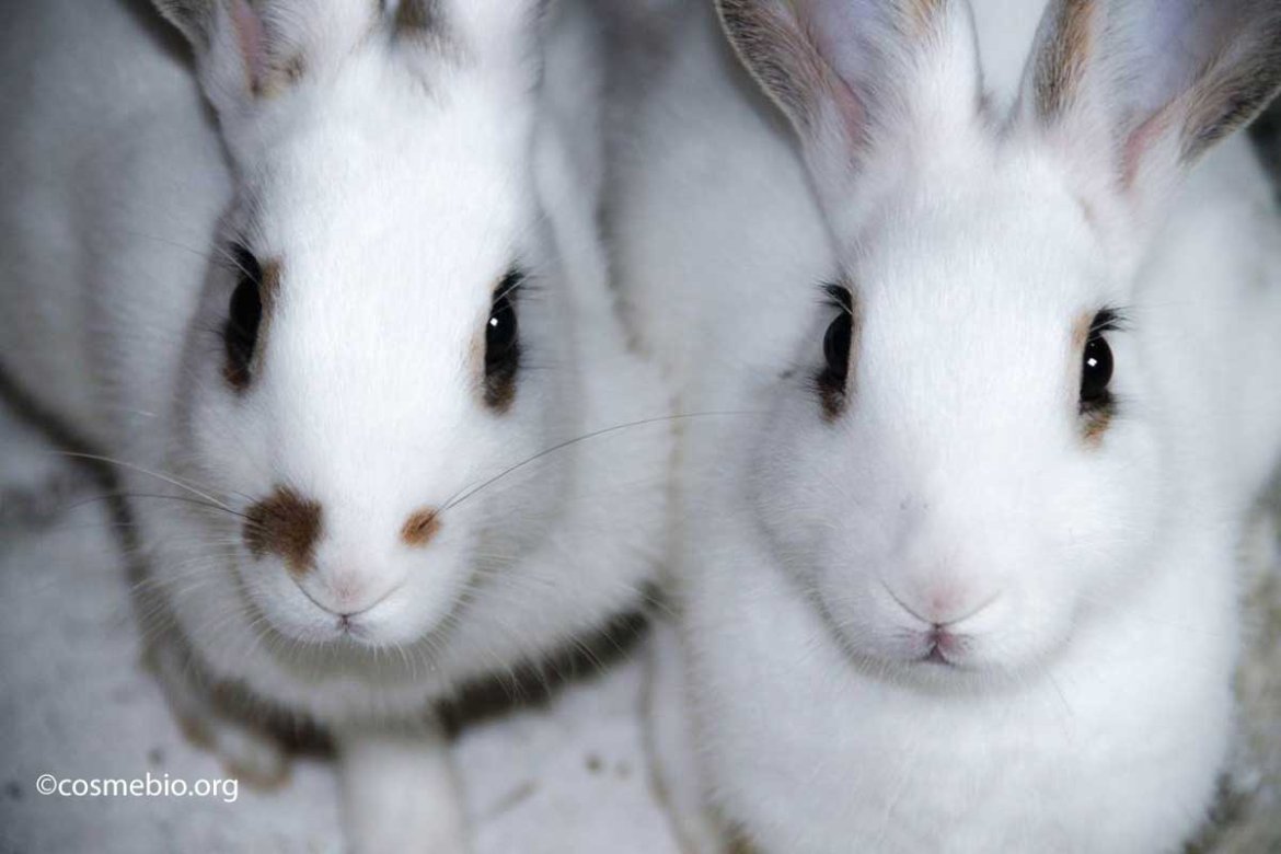 Vivre sans cruauté animale