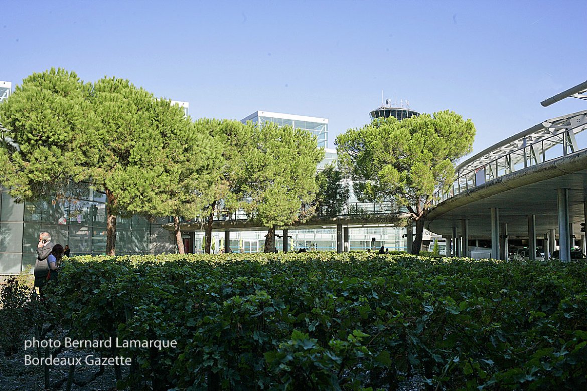 Les vendanges de l'aéroport