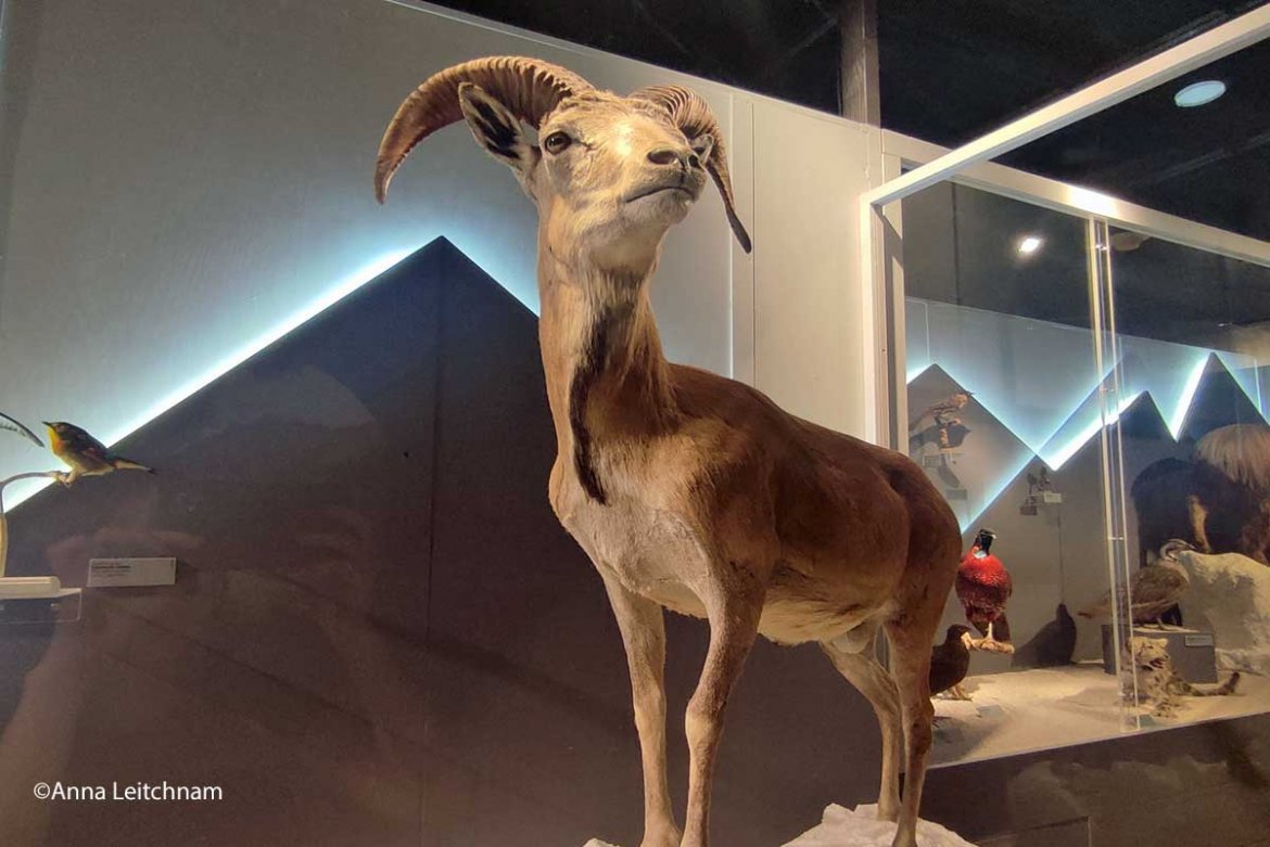 Regard sur Jangala, la nouvelle exposition temporaire du Muséum de Bordeaux