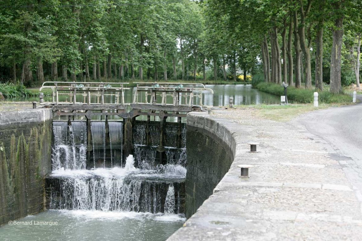 Objectif 2020 pour le Canal du Midi : replantation de 2000 arbres
