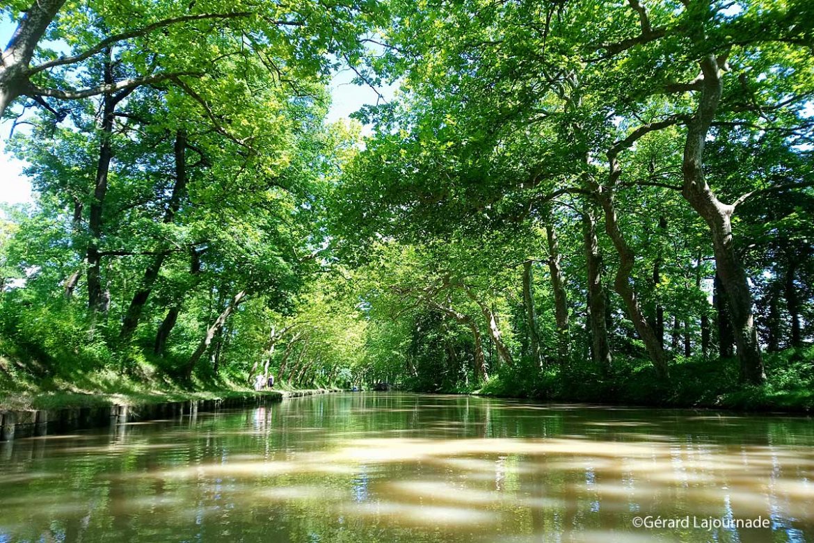 Canal du Midi : reconstitution de sa voute arborée
