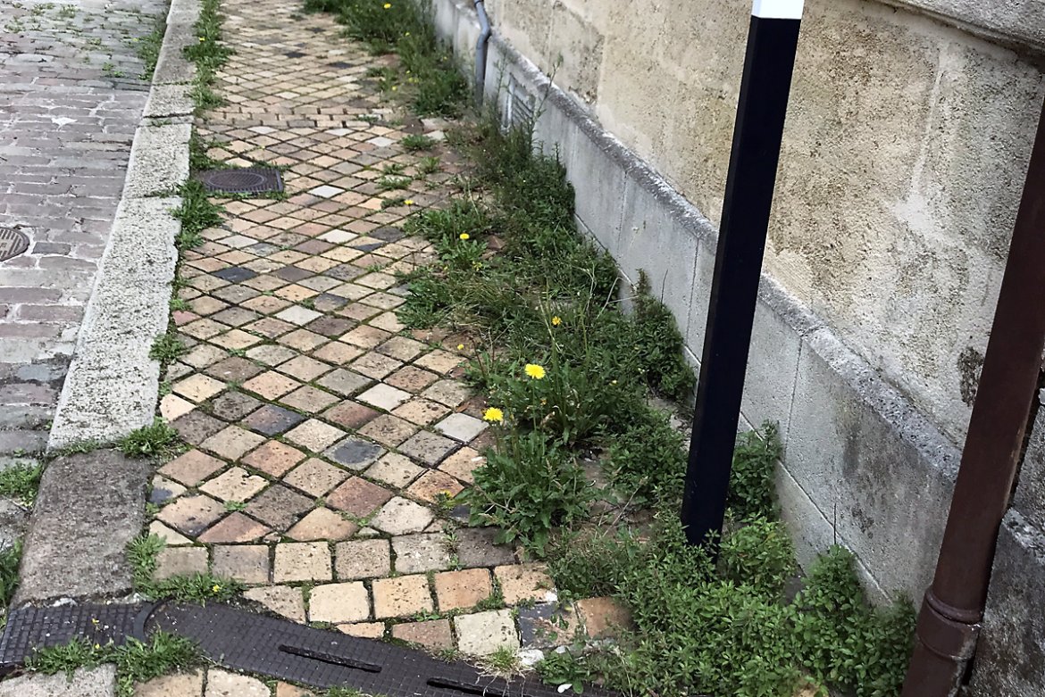 Bordeaux : Trottinettes et herbes folles